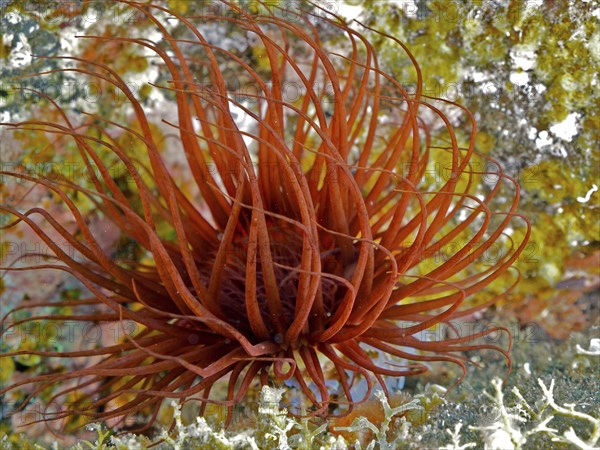 Bright red cylinder rose (Cerianthus membranaceus) in an underwater landscape. Dive site Malpique,
