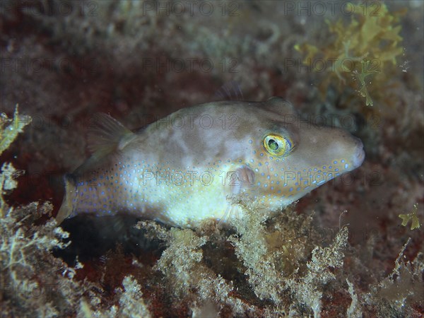Sleeping pointed pufferfish (Canthigaster rostrata) at night. Dive site El Cabron Marine Reserve,
