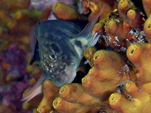 Red-lipped blenny (Ophioblennius atlanticus atlanticus) on golden sponge (Aplysina aerophoba) .
