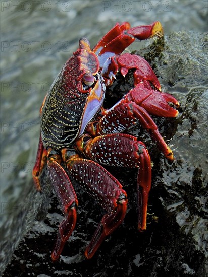 Red rock crab (Grapsus adscensionis) sitting on a rock by the sea. Puerto de Mogan, Gran Canaria,