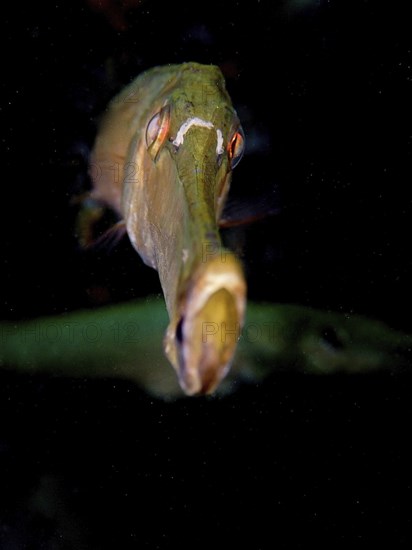 Portrait of Atlantic cornetfish (Aulostomus strigosus) in front of a dark underwater background.
