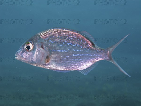 A silvery-blue fish, Canary bream (Dentex canariensis), swims in the blue waters of the ocean. Dive