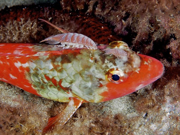 2 specimens of fish isopod (Anilocra), parasite, on Mediterranean parrotfish (Sparisoma cretense) .
