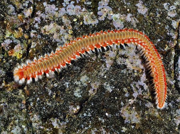 An orange-brown firebrush worm (Hermodice carunculata) on a structured stone surface. Dive site El