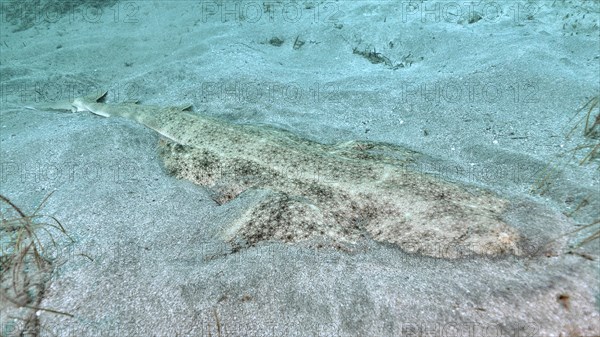 Camouflaged angel shark (Squatina squatina) lies on the sandy seabed. Dive site El Cabron Marine