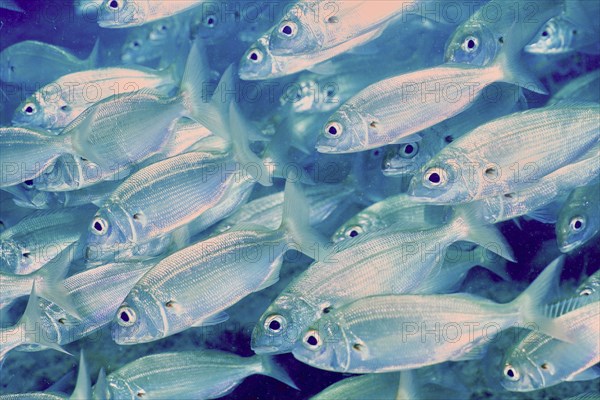 A shoal of shiny fish, armpit seabream (Pagellus acarne), swims in the sea. Dive site El Cabron