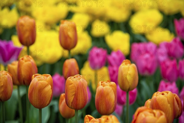 Detail view of tulips field in Amsterdam, Holland