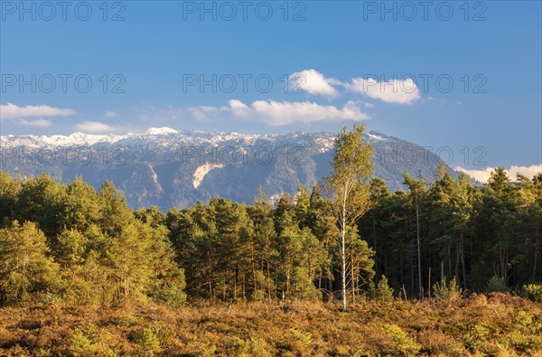 Schonramer Filz, a raised bog near Traunstein, Bavaria in the evening light