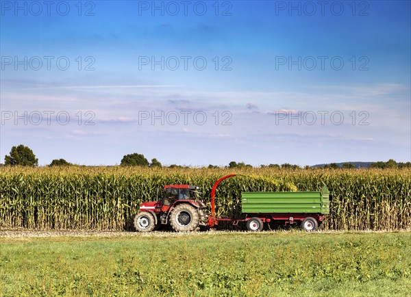 Maize harvest