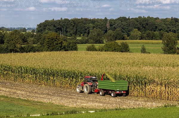 Maize harvest