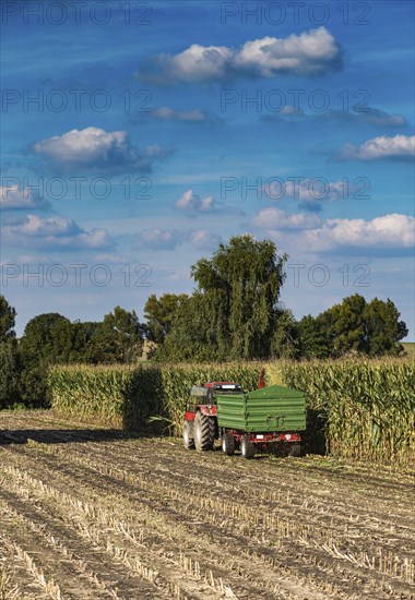 Maize harvest