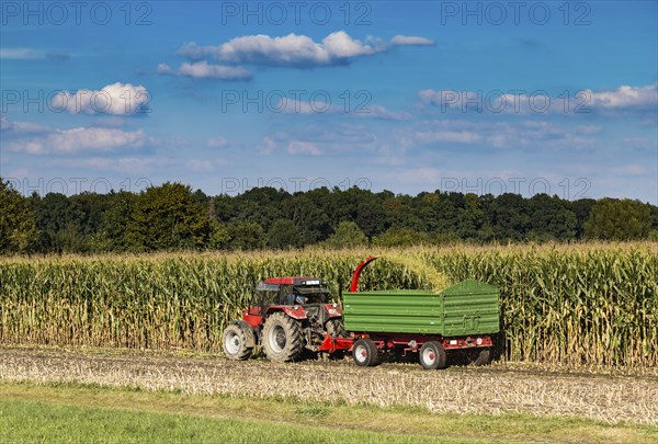 Maize harvest
