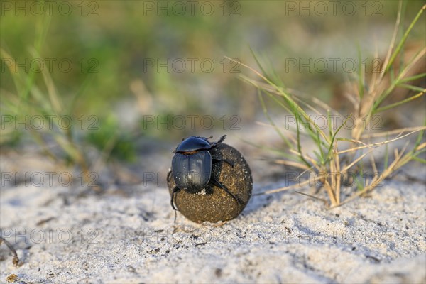 Dung beetle (Catharsius gorilla) rolling a dung ball, Loango National Park, Parc National de