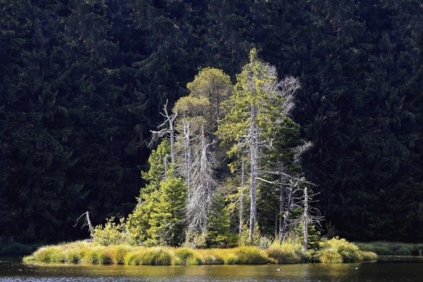 Group of trees on an island in the lake