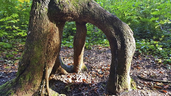 Branched tree root