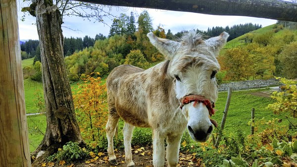 Donkey with a trusting look