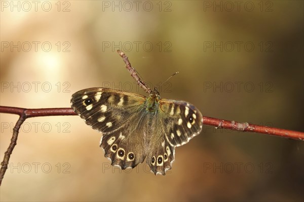 Speckled wood (Pararge aegeria), June, Saxony, Germany, Europe