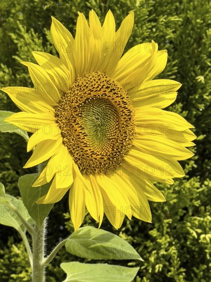 Common sunflower (Helianthus annuus) bears has opened flower with yellow petals forms fresh