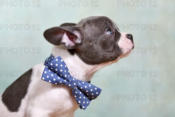 Portrait of pied French Bulldog puppy with bow tie and long nose