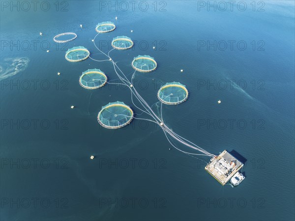 Floating cages of a salmon farm, Hardangerfjord near Bondhus, aerial view, Hardanger, Norway,