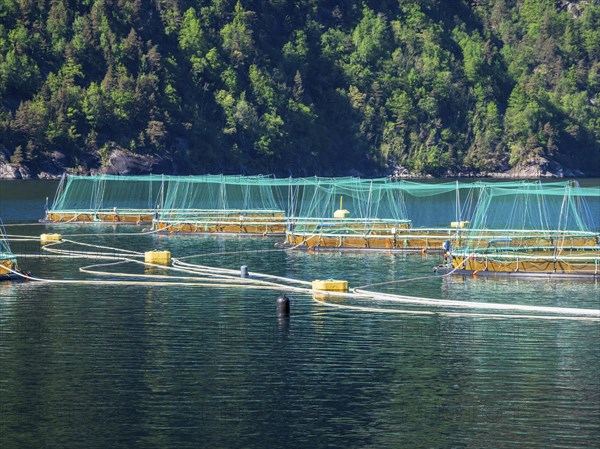Floating cages of a salmon farm, Hardangerfjord near Bondhus, Hardanger, Norway, Europe
