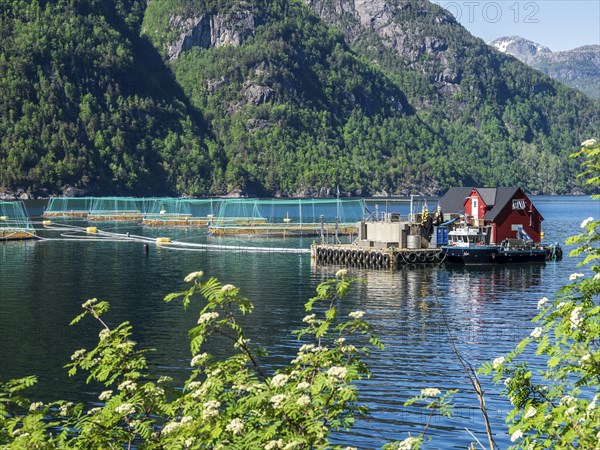 Floating cages of a salmon farm, Hardangerfjord near Bondhus, Hardanger, Norway, Europe