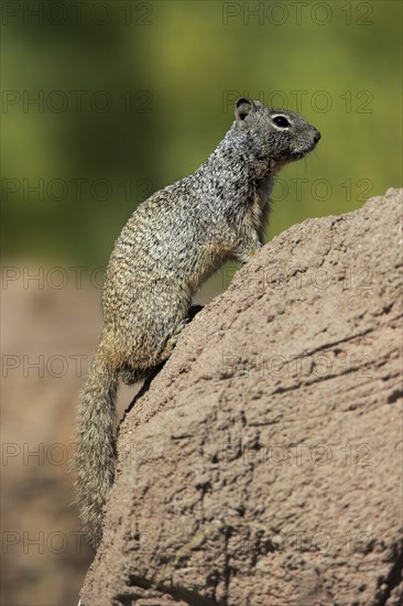 Rock gopher, (Otospermophilus variegatus), adult, on rocks, vigilant, Sonoran Desert, Arizona,