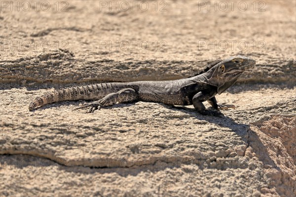 Chuckwalla, (Common Chuckwalla ater), adult, on the ground, foraging, Sonoran Desert, Arizona,