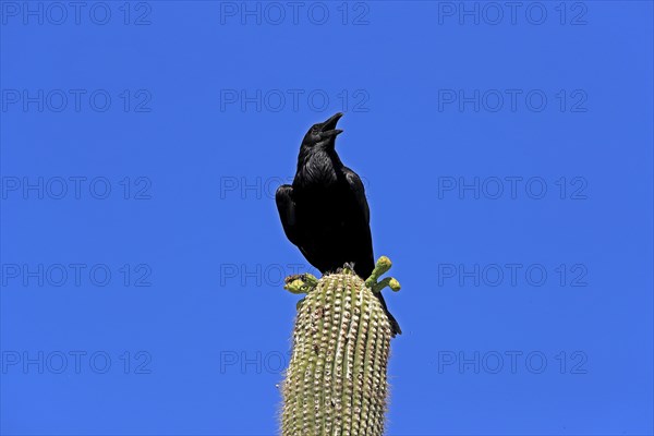 Chihuahuan raven (Corvus cryptoleucus), adult, calling, on saguaro cactus, Sonoran Desert, Arizona,