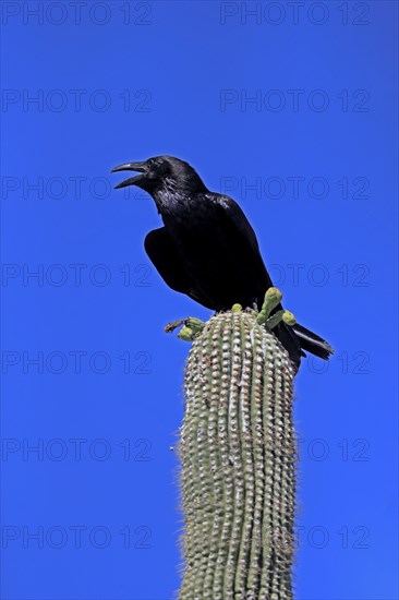 Chihuahuan raven (Corvus cryptoleucus), adult, calling, on saguaro cactus, Sonoran Desert, Arizona,