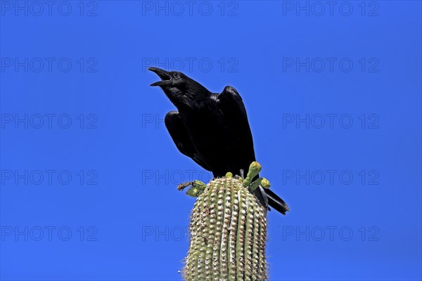 Chihuahuan raven (Corvus cryptoleucus), adult, calling, on saguaro cactus, Sonoran Desert, Arizona,