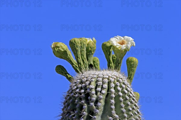 Saguaro (Carnegiea gigantea), blooming, flower, Sonora Desert, Arizona, North America, USA, North