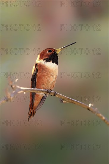Rufous hummingbird (Selasphorus rufus), adult, male, perch, Sonoran Desert, Arizona, North America,