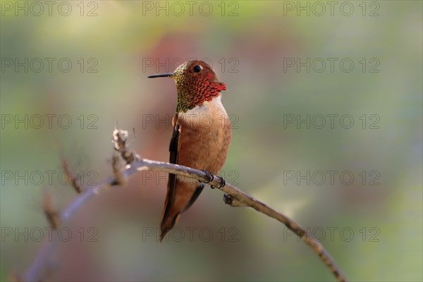 Rufous hummingbird (Selasphorus rufus), adult, male, perch, Sonoran Desert, Arizona, North America,
