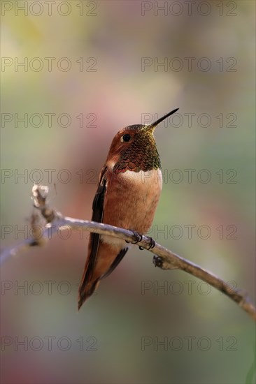 Rufous hummingbird (Selasphorus rufus), adult, male, perch, Sonoran Desert, Arizona, North America,