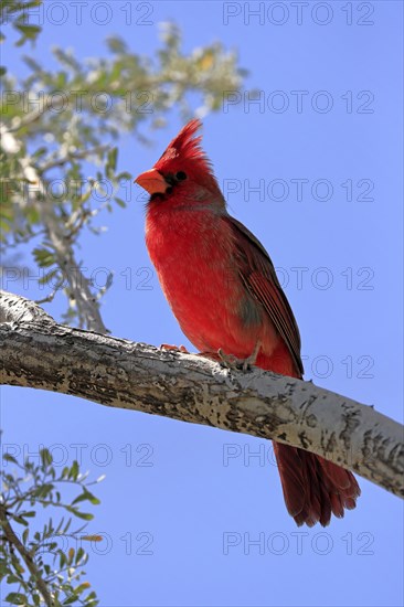 Northern cardinal (Cardinalis cardinalis), adult, male, on tree, alert, Sonoran Desert, Arizona,