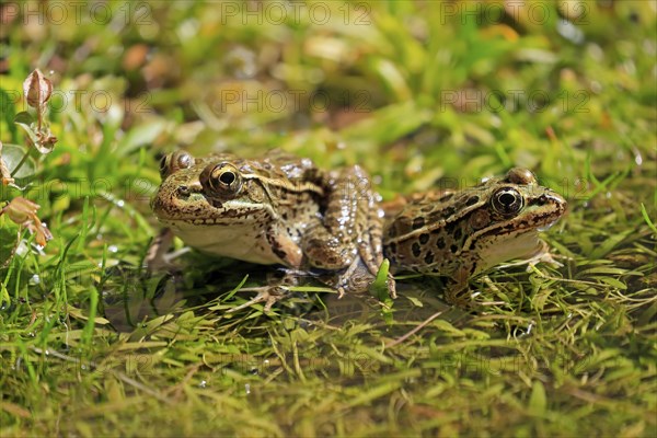 Northern leopard frog (Lithobates pipiens), adult, pair, in water, Sonoran Desert, Arizona, North