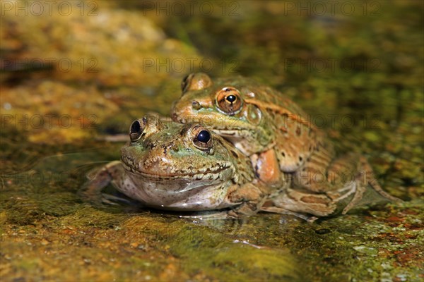 Northern leopard frog (Lithobates pipiens), adult, pair, in water, mating, Sonoran Desert, Arizona,