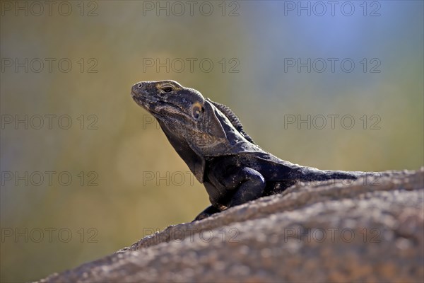 Chuckwalla, (Common Chuckwalla ater), adult, on ground, foraging, portrait, Sonoran Desert,