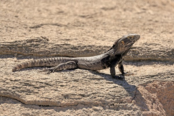 Chuckwalla, (Common Chuckwalla ater), adult, on the ground, foraging, Sonoran Desert, Arizona,