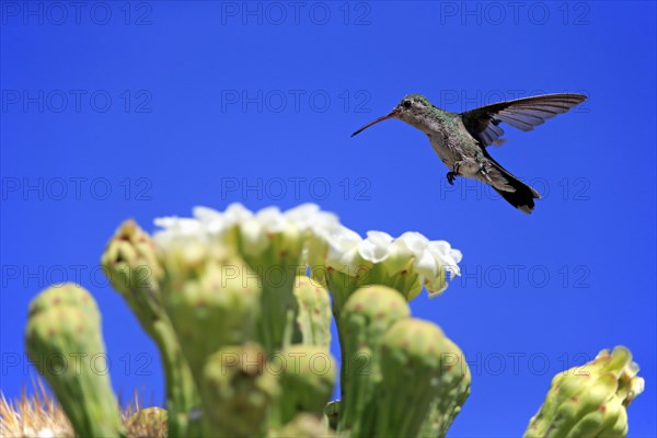 Broad-billed hummingbird (Cynanthus latirostris), adult, female, flying, on flower, foraging,