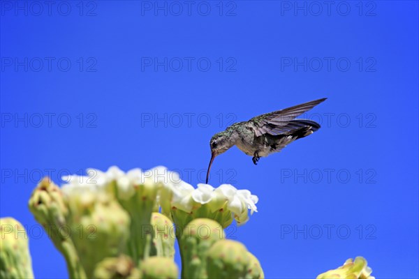 Broad-billed hummingbird (Cynanthus latirostris), adult, female, flying, on flower, foraging,
