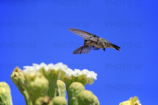 Broad-billed hummingbird (Cynanthus latirostris), adult, female, flying, on flower, foraging,