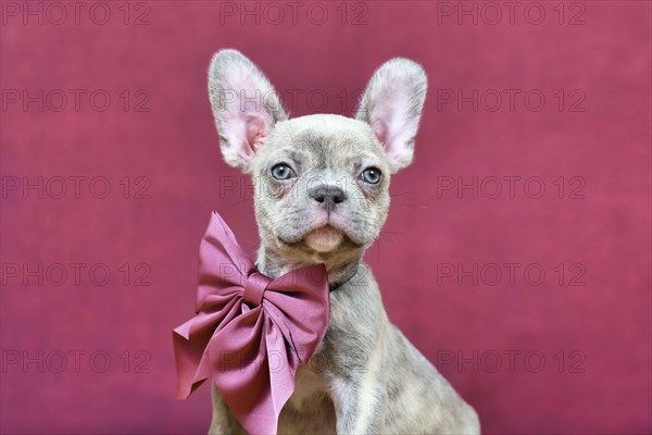 Portrait of young Lilac Brindle French Bulldog dog puppy with burgundy ribbon in front of studio