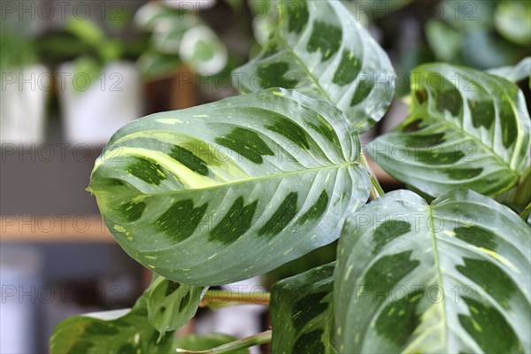 Close up of leaf of exotic 'Maranta Leuconeura Kerchoveana Variagata' houseplant with white spots
