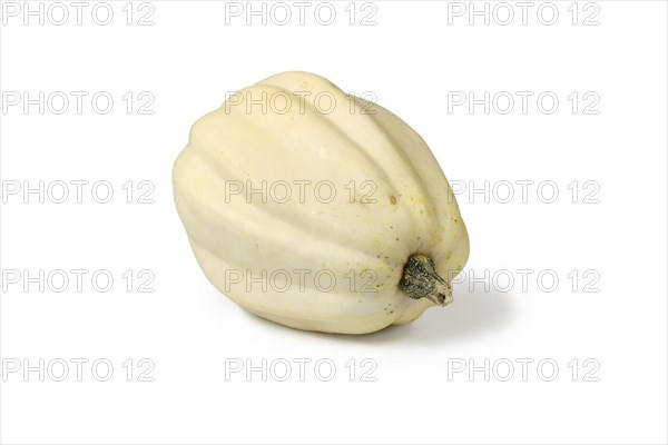 Cream white colored long Acorn squash on white background