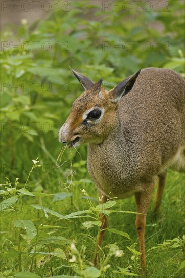 Kirk's dik-dik (Madoqua kirkii) feeding