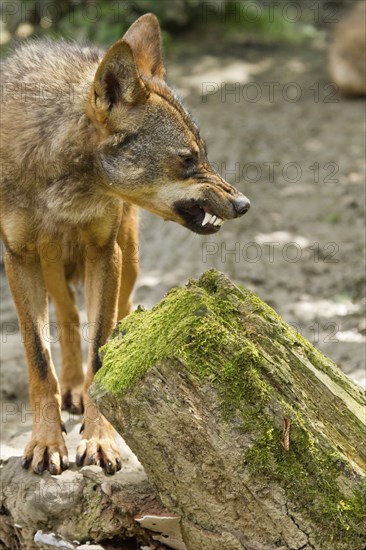 Iberian Wolf (Canis lupus signatus)