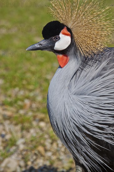 Grey crowned crane (Balearica regulorum gibbericeps)