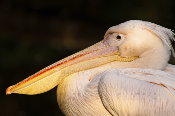 Great white pelican (Pelecanus onocrotalus)